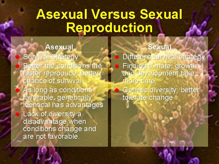 Asexual Versus Sexual Reproduction l l Asexual Survival Strategy Better the conditions the faster