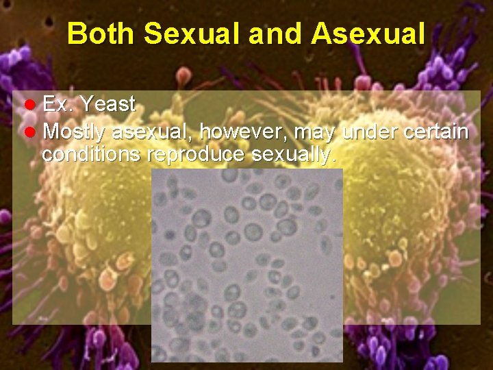 Both Sexual and Asexual l Ex. Yeast l Mostly asexual, however, may under certain