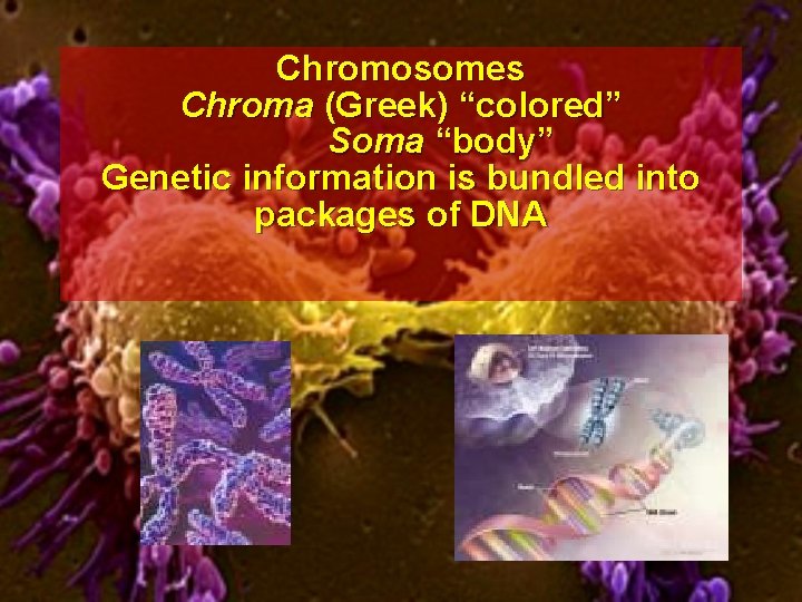 Chromosomes Chroma (Greek) “colored” Soma “body” Genetic information is bundled into packages of DNA