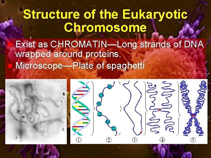 Structure of the Eukaryotic Chromosome l Exist as CHROMATIN—Long strands of DNA wrapped around