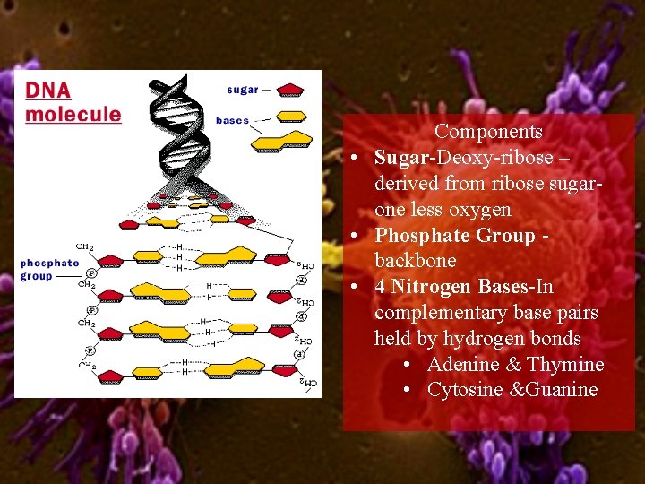 Components • Sugar-Deoxy-ribose – derived from ribose sugarone less oxygen • Phosphate Group backbone