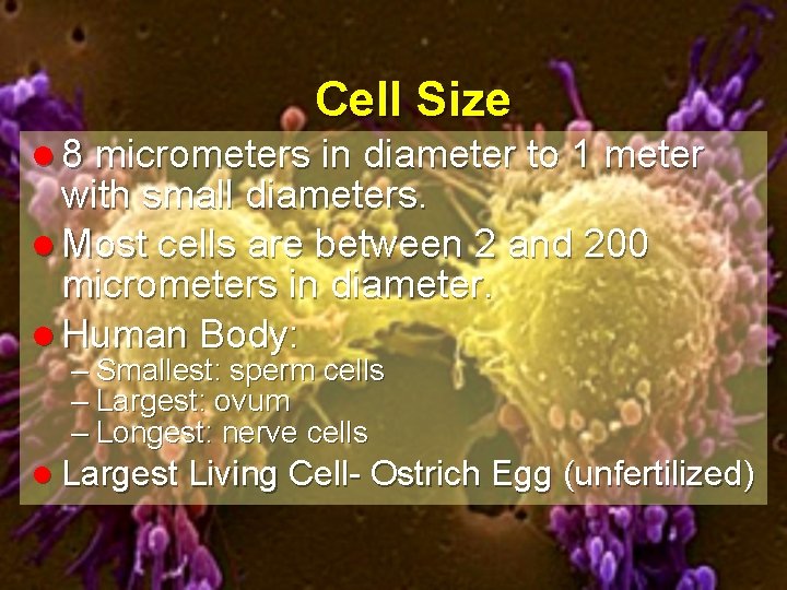 Cell Size l 8 micrometers in diameter to 1 meter with small diameters. l
