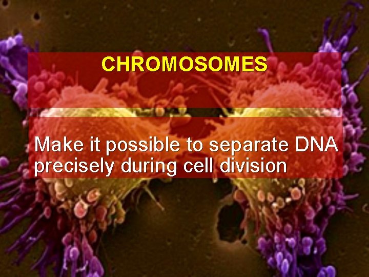 CHROMOSOMES Make it possible to separate DNA precisely during cell division 