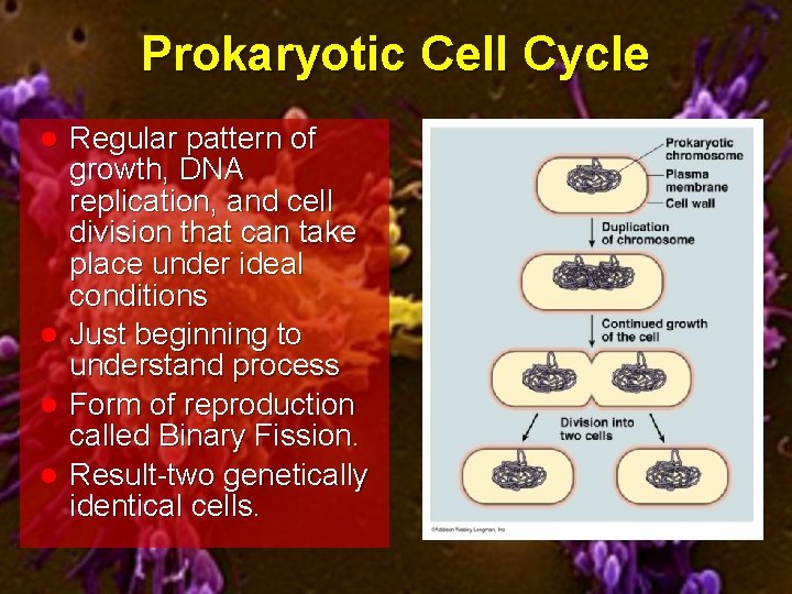 Prokaryotic Cell Cycle Regular pattern of growth, DNA replication, and cell division that can