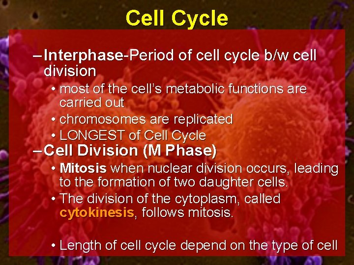 Cell Cycle – Interphase-Period of cell cycle b/w cell division • most of the