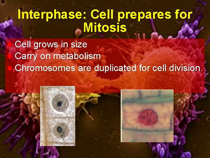 Interphase: Cell prepares for Mitosis l Cell grows in size l Carry on metabolism