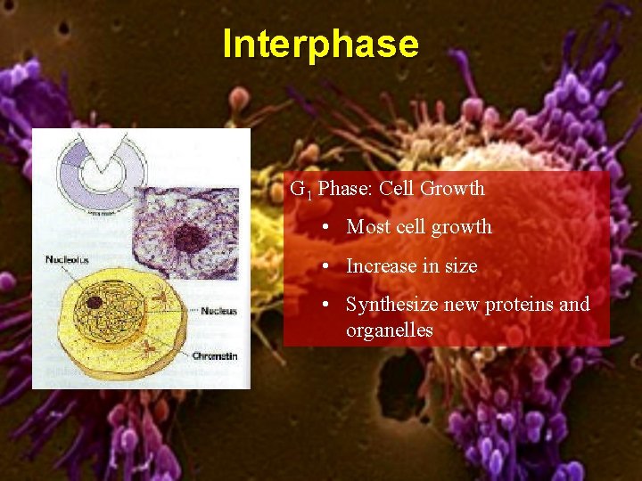 Interphase G 1 Phase: Cell Growth • Most cell growth • Increase in size