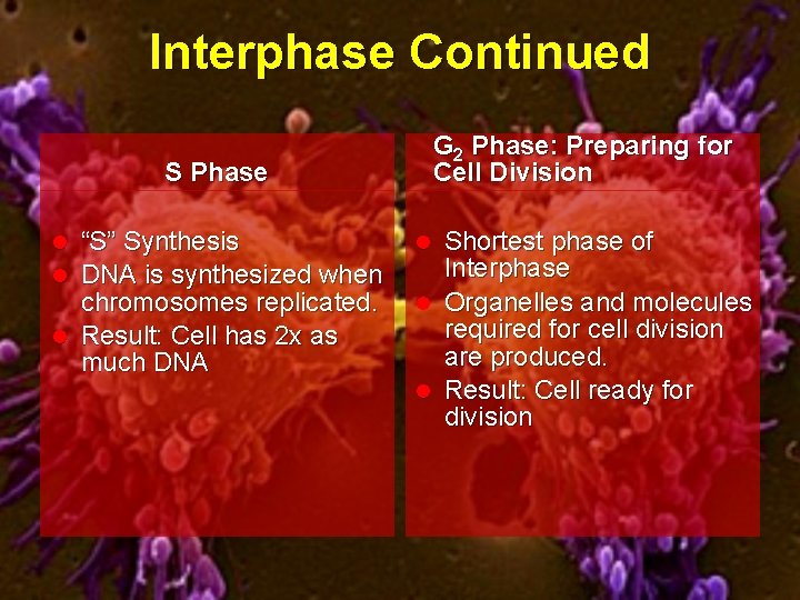 Interphase Continued G 2 Phase: Preparing for Cell Division S Phase “S” Synthesis DNA