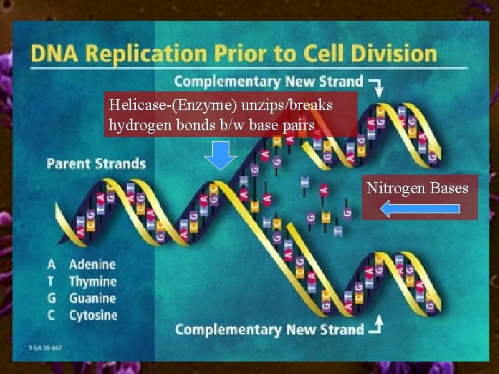 Helicase-(Enzyme) unzips/breaks hydrogen bonds b/w base pairs Nitrogen Bases 