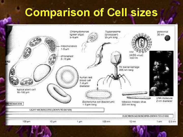 Comparison of Cell sizes 