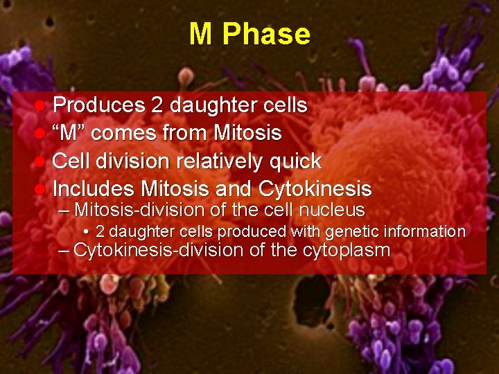 M Phase l Produces 2 daughter cells l “M” comes from Mitosis l Cell