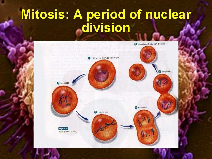 Mitosis: A period of nuclear division 