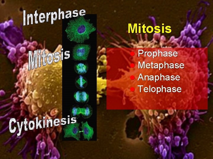 Mitosis l Prophase l Metaphase l Anaphase l Telophase 