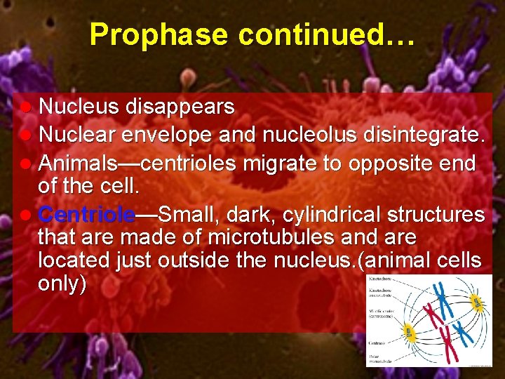 Prophase continued… l Nucleus disappears l Nuclear envelope and nucleolus disintegrate. l Animals—centrioles migrate