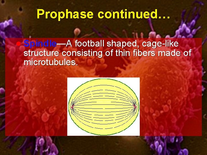 Prophase continued… l Spindle—A football shaped, cage-like structure consisting of thin fibers made of