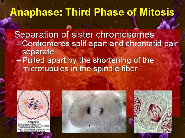 Anaphase: Third Phase of Mitosis l Separation of sister chromosomes – Centromeres split apart