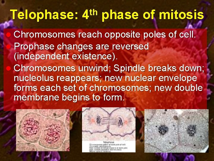 Telophase: 4 th phase of mitosis l Chromosomes reach opposite poles of cell. l