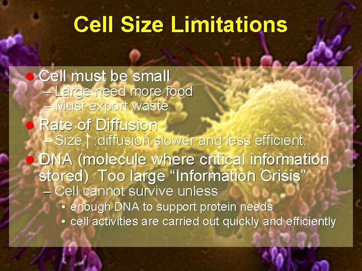 Cell Size Limitations l Cell must be small – Large need more food –