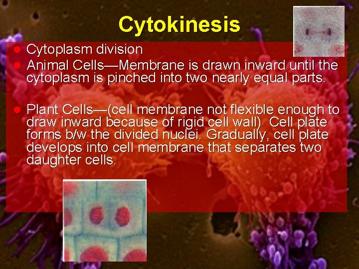 Cytokinesis l l Cytoplasm division Animal Cells—Membrane is drawn inward until the cytoplasm is