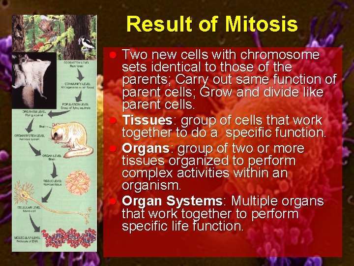 Result of Mitosis Two new cells with chromosome sets identical to those of the