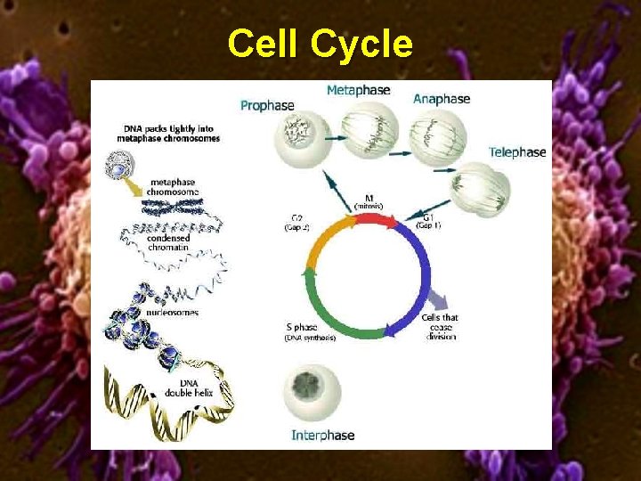 Cell Cycle 