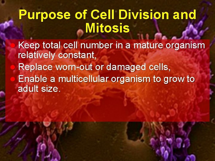 Purpose of Cell Division and Mitosis l Keep total cell number in a mature
