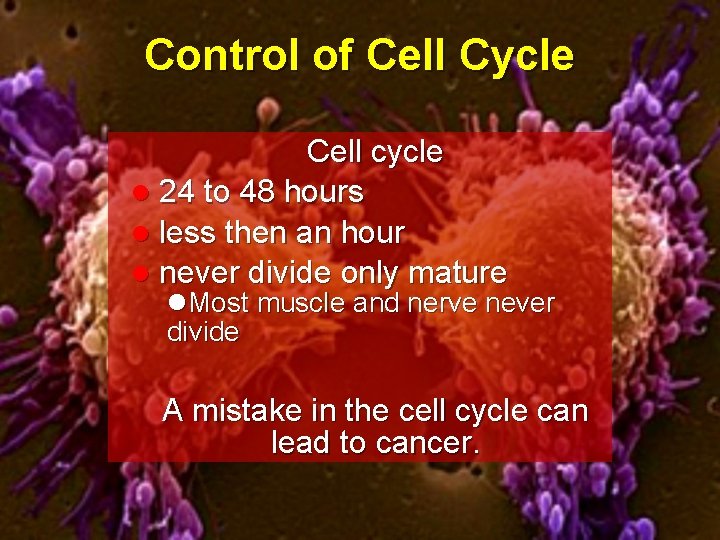 Control of Cell Cycle Cell cycle l 24 to 48 hours l less then