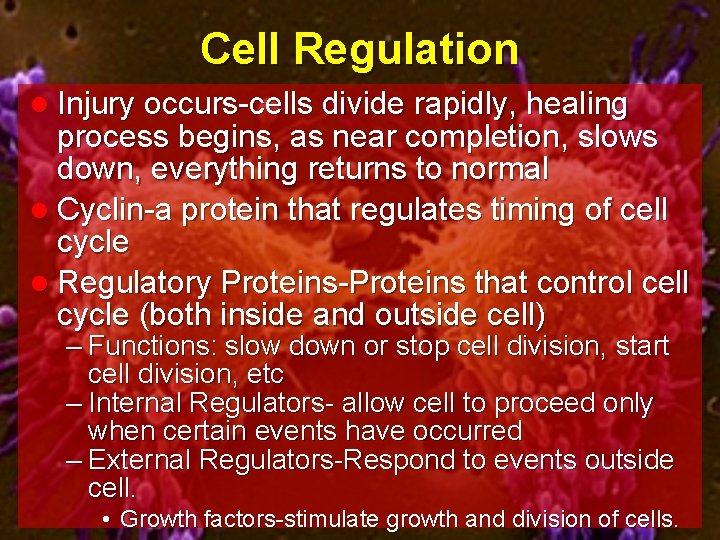 Cell Regulation l Injury occurs-cells divide rapidly, healing process begins, as near completion, slows