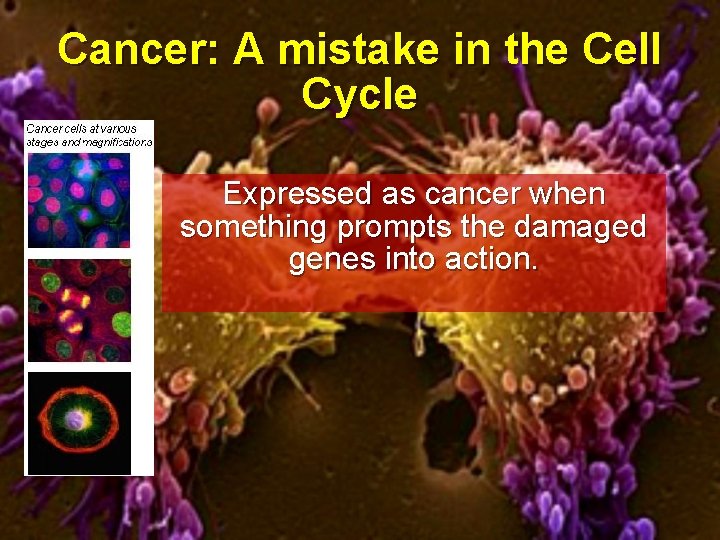 Cancer: A mistake in the Cell Cycle Expressed as cancer when something prompts the