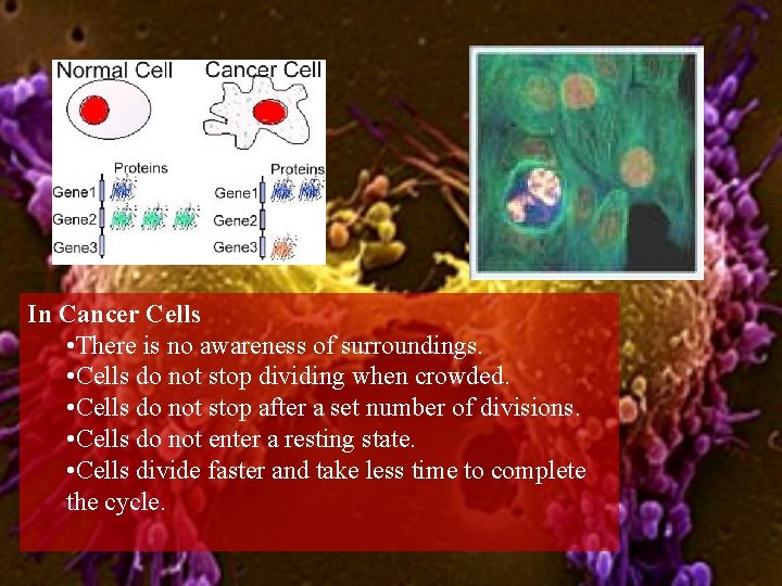 In Cancer Cells • There is no awareness of surroundings. • Cells do not