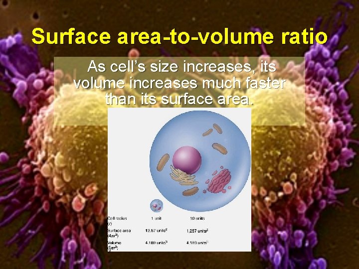 Surface area-to-volume ratio As cell’s size increases, its volume increases much faster than its