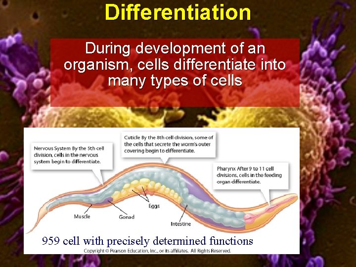 Differentiation During development of an organism, cells differentiate into many types of cells 9959