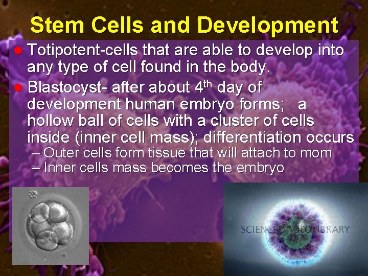 Stem Cells and Development l Totipotent-cells that are able to develop into any type