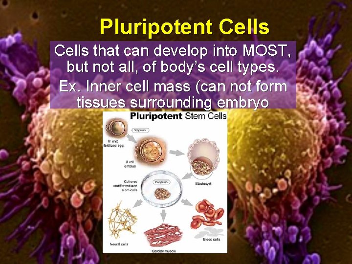 Pluripotent Cells that can develop into MOST, but not all, of body’s cell types.