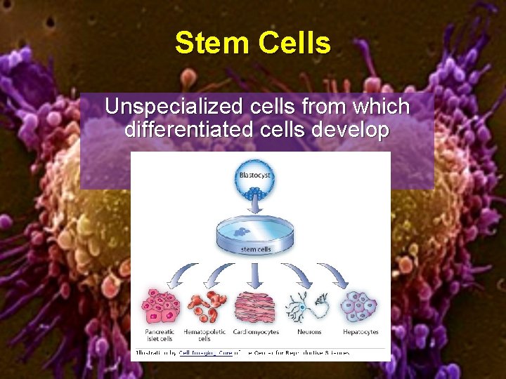 Stem Cells Unspecialized cells from which differentiated cells develop 