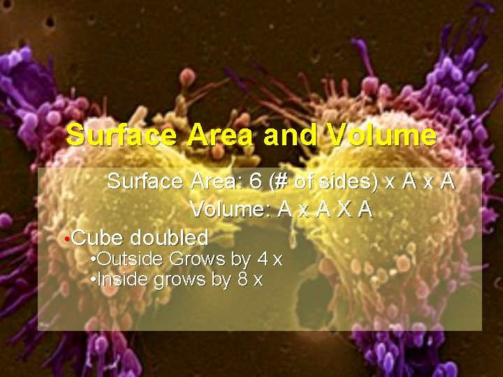 Surface Area and Volume Surface Area: 6 (# of sides) x A Volume: A