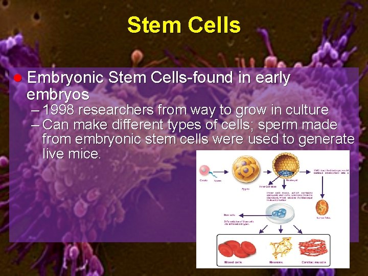 Stem Cells l Embryonic Stem Cells-found in early embryos – 1998 researchers from way