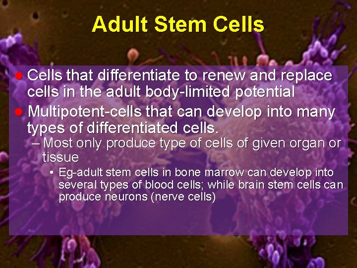 Adult Stem Cells l Cells that differentiate to renew and replace cells in the