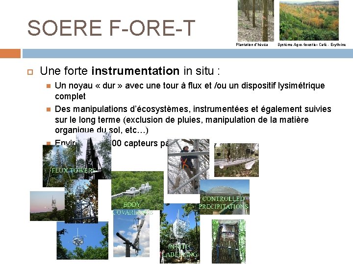 SOERE F-ORE-T Plantation d’hévéa Système Agro-forestier Café - Erythrine Une forte instrumentation in situ