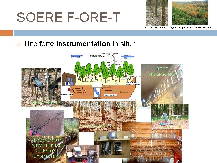 SOERE F-ORE-T Plantation d’hévéa Une forte instrumentation in situ : Système Agro-forestier Café -