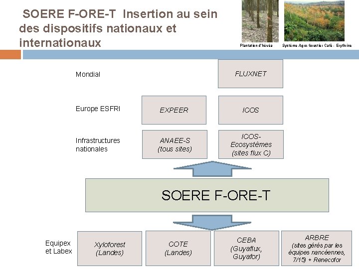  SOERE F-ORE-T Insertion au sein des dispositifs nationaux et internationaux Plantation d’hévéa Système