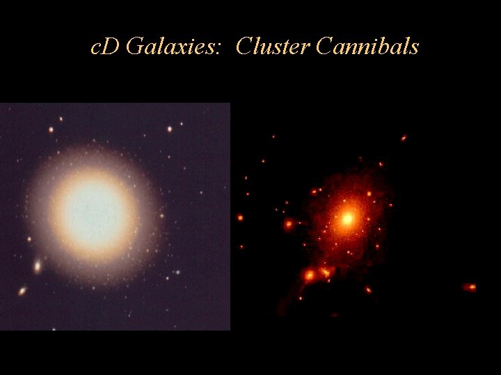 c. D Galaxies: Cluster Cannibals c. D Galaxies: Cluster Cannibals