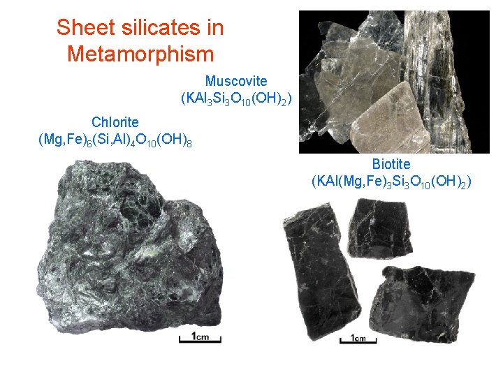 Sheet silicates in Metamorphism Muscovite (KAl 3 Si 3 O 10(OH)2) Chlorite (Mg, Fe)6(Si,