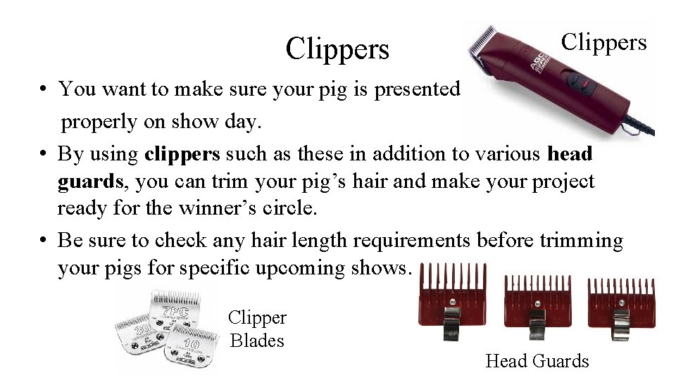 Clippers • You want to make sure your pig is presented properly on show