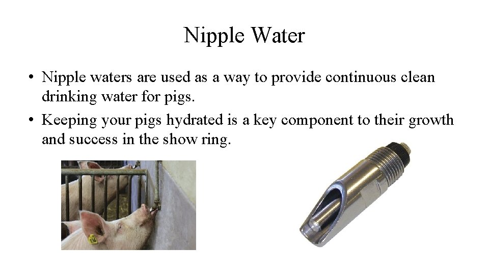 Nipple Water • Nipple waters are used as a way to provide continuous clean