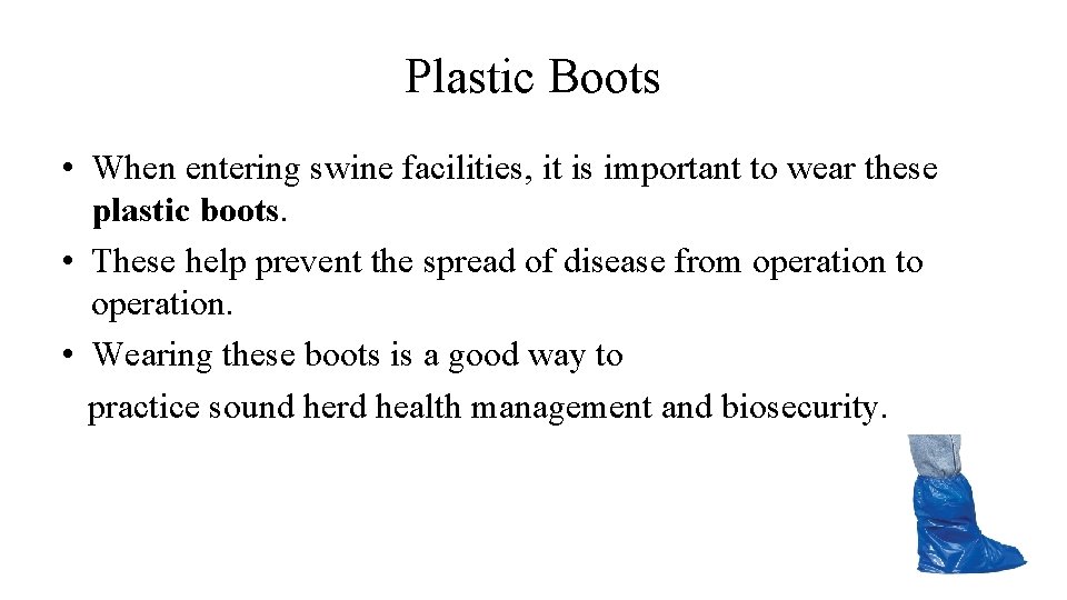 Plastic Boots • When entering swine facilities, it is important to wear these plastic