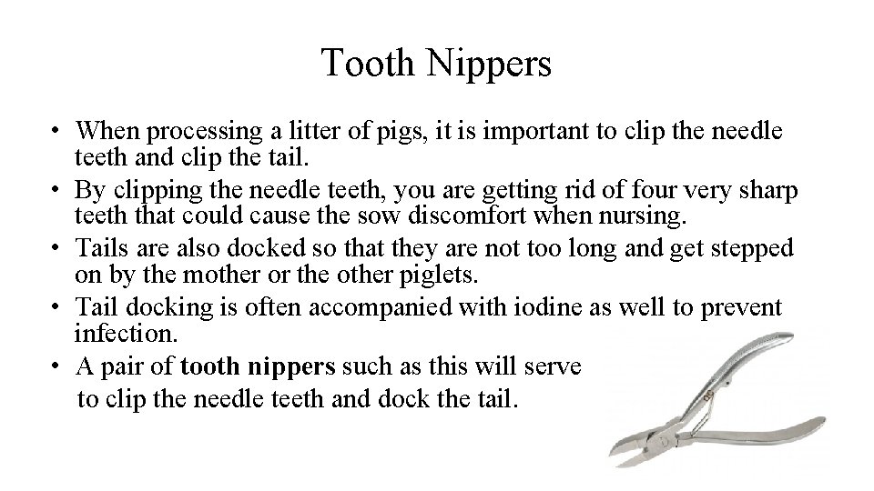 Tooth Nippers • When processing a litter of pigs, it is important to clip