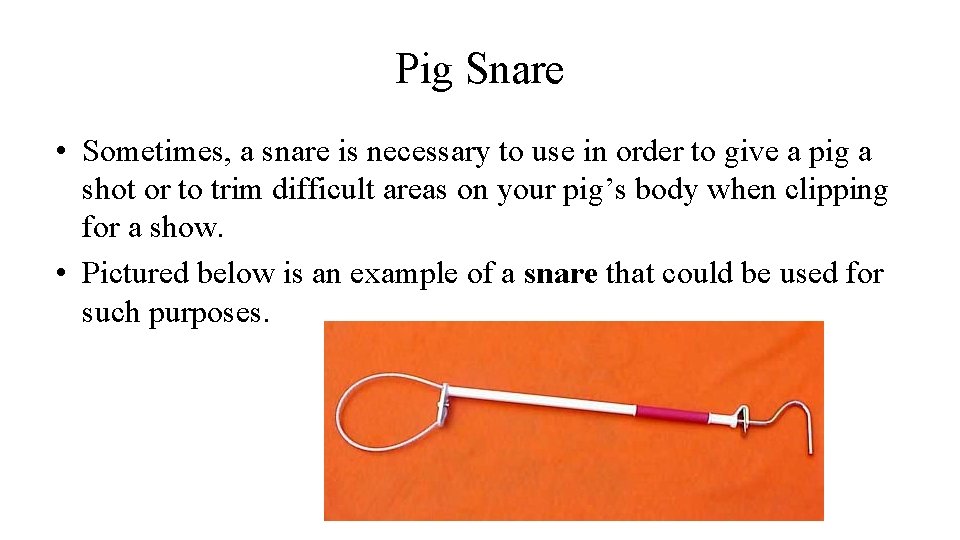 Pig Snare • Sometimes, a snare is necessary to use in order to give
