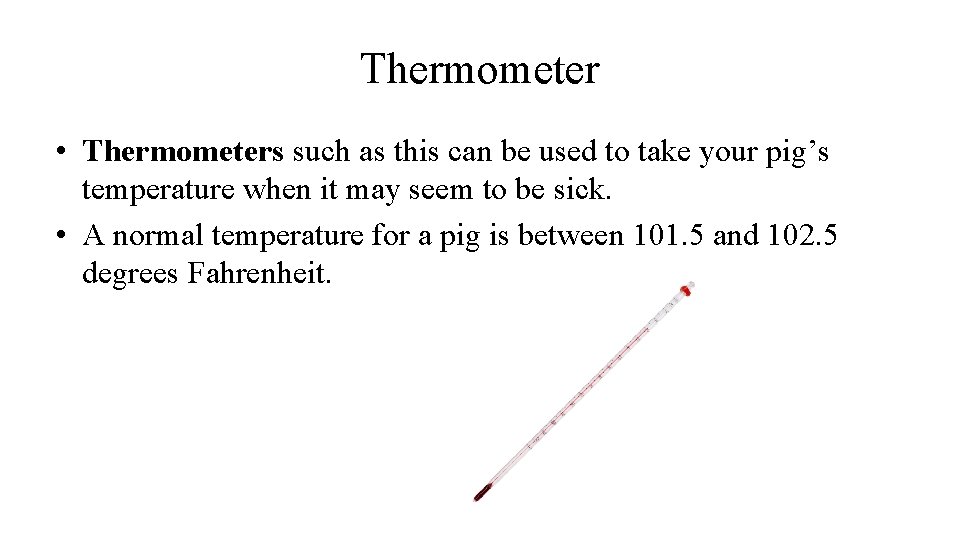 Thermometer • Thermometers such as this can be used to take your pig’s temperature