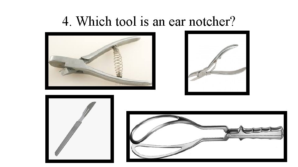 4. Which tool is an ear notcher? 